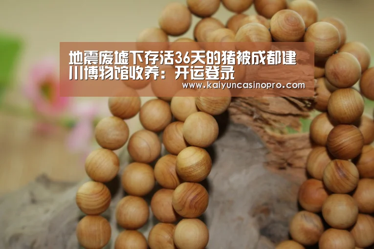 地震废墟下存活36天的猪被成都建川博物馆收养:开运登录(图3) 开运下载